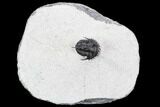 Rare, Proetid (Otarionella) Trilobite - Jebel Oudriss, Morocco #108683-3